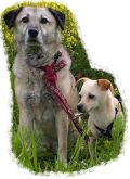 Hund 2 (Homepage) Hunde im Heim